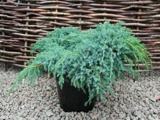 Lush green Juniperus 'Blue Carpet' Creeping Conifer 6" Pot, a creeping conifer, in a 6" black pot placed on a gravel surface, with a woven twig fence in the background.