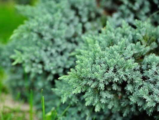 Close-up view of a dewy Juniperus 'Blue Carpet' Creeping Conifer 6" Pot with detailed green foliage in a garden setting.