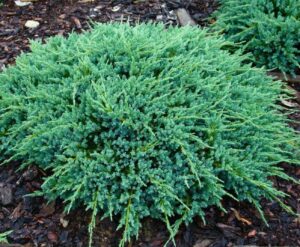 Lush green Juniperus 'Blue Carpet' Creeping Conifer 6" Pot shrubs covering the ground with dark mulch visible underneath.