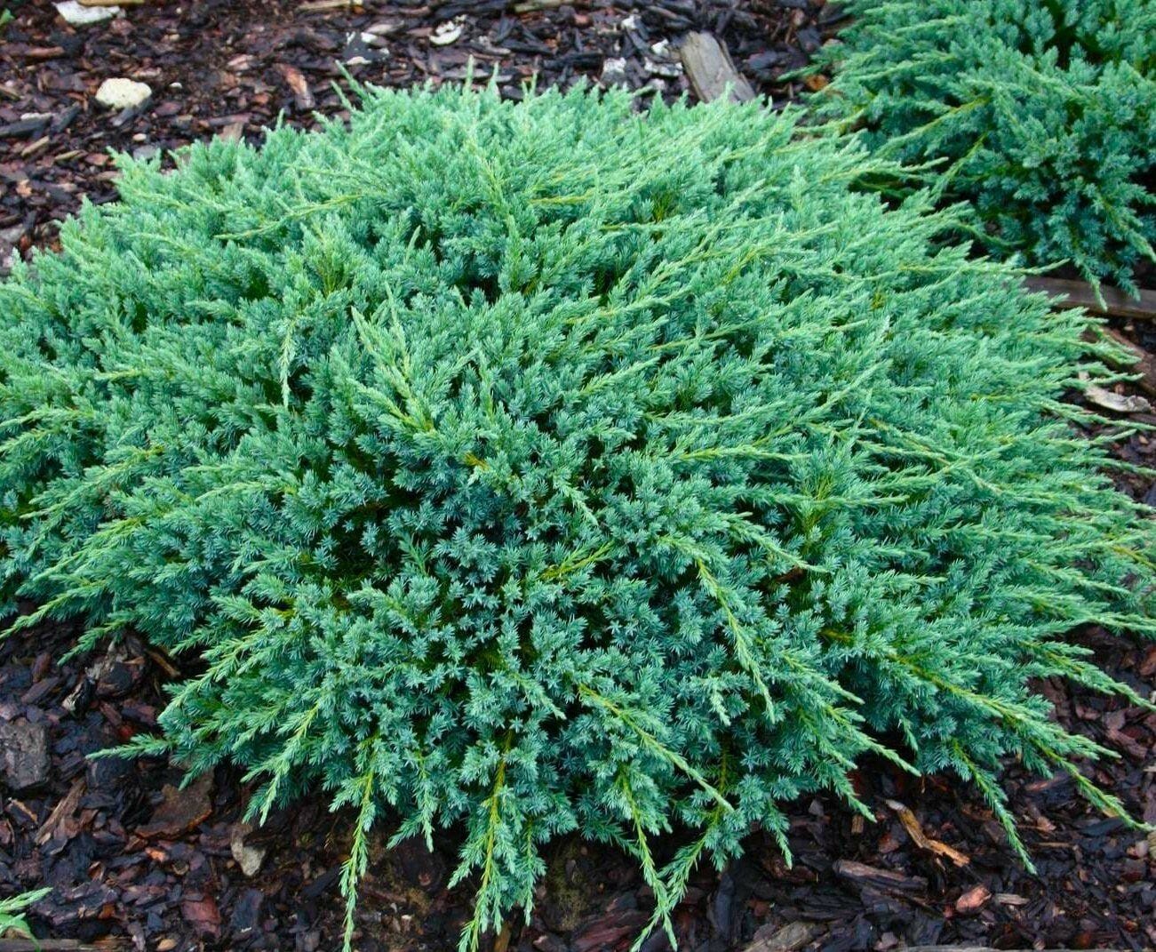 Juniperus 'Blue Carpet' Creeping Conifer 6" Pot - Hello Hello Plants