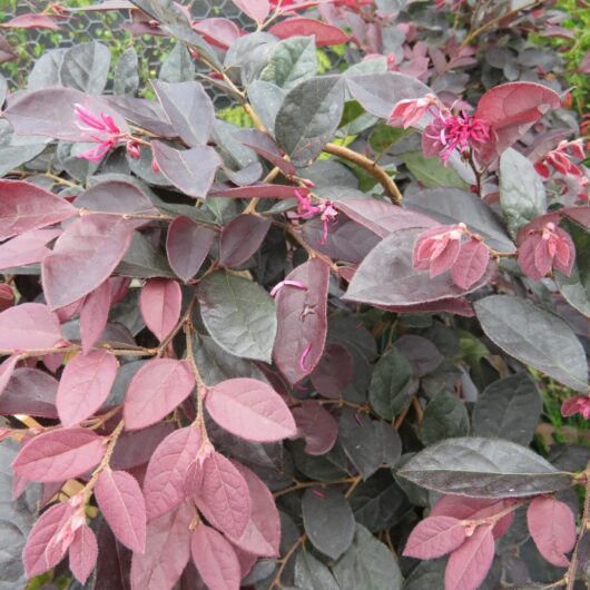 A close-up of a Loropetalum 'Burgundy' 6" Pot shrub with vibrant pink flowers and deep purple leaves.