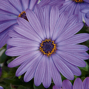 Close-up of Osteospermum 'Power Pack Blue' African Daisy flowers with detailed view of the petals and vibrant yellow and blue centers.