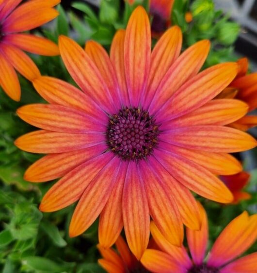Close-up of the vibrant Osteospermum 'Zion Copper Amethyst' African Daisy, featuring orange petals and a purple center, surrounded by lush green foliage.