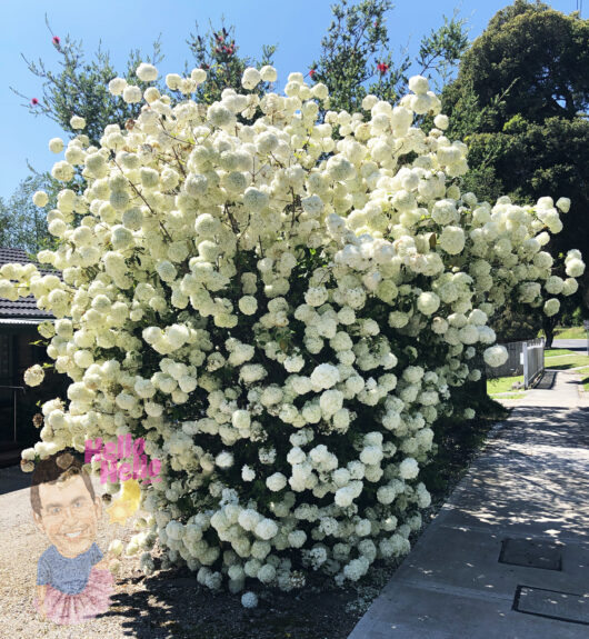Bush covered with dense clusters of white flowers from a Viburnum 'Snowball Bush' 8" Pot (Freshly Potted), sunny blue sky background, with cartoonish face and text overlays near the bottom.