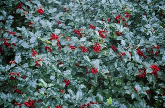 A dense cluster of Ilex 'Blue Prince' Holly 8" Pot holly bushes with vibrant red berries.