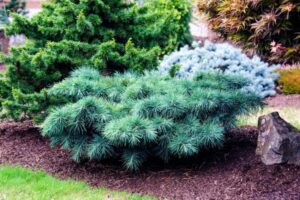 Well-manicured garden with a variety of shrubs including a prominent low-lying blue spruce, a small rock feature, and an 8" pot containing Cedrus 'Hedgehog' Lebanese Cedar.