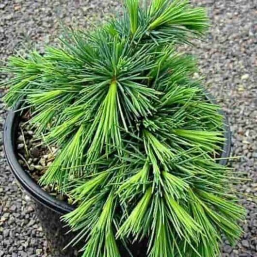 A potted Cedrus 'Hedgehog' Lebanese Cedar 8" Pot with lush green needles arranged in dense clusters.