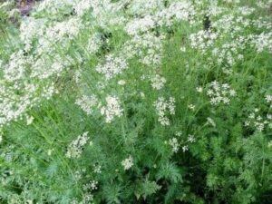 Dense growth of green fern-like foliage with clusters of small white flowers in a Cumin Herb 3" Pot.