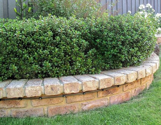 An Escallonia 'Hedge with an Edge' Appleblossom 6" Pot sits atop a curved brick retaining wall in a well-maintained garden.