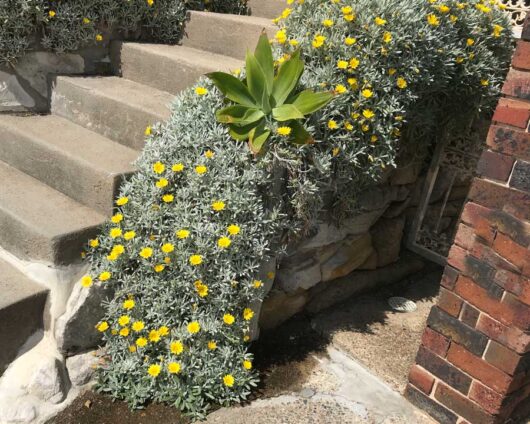Stone steps flanked by a bush with yellow flowers and green leaves, leading up to a sunny outdoor area featuring a Gazania 'Silver Yellow' 6" Pot.