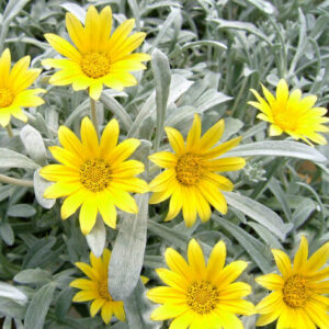 Gazania 'Silver Yellow' flowers with a dense cluster of petals, blooming among silver-green leaves in a 6" pot.