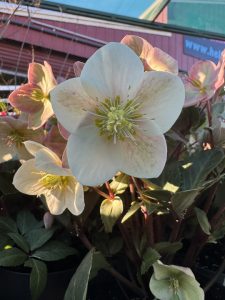 Helleborus 'Shooting Star' Hellebore 6" Pot