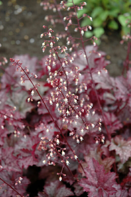 Delicate pink flowers on thin stems rising above the rich purple-red foliage of Heuchera 'Amethyst Mist' Coral Bells 6" Pot in a garden setting.