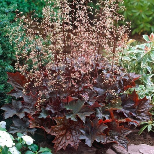 Heuchera 'Purple Palace' Coral Bells 6" Pot with maroon leaves and delicate pinkish-white flower spikes, surrounded by other garden foliage.