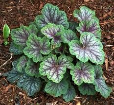 A cluster of Heuchera 'Peppermint Spice' Coral Bells 6" Pot plants with variegated green and purple leaves growing in rich, dark soil.