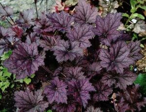 Dark purple leaves of Heuchera 'Purple Palace' Coral Bells 6" Pot, also known as coral bells, growing densely in a garden.