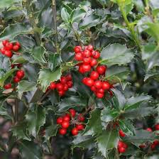 A Ilex 'Blue Prince' Holly bush with shiny dark green leaves and clusters of bright red berries, planted in an 8" pot.