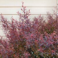 A close-up view of a Leptospermum 'Burgundy' Tea Tree 10" Pot bush with reddish-purple leaves in front of a white siding wall.