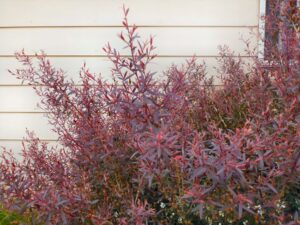 A close-up view of a Leptospermum 'Burgundy' Tea Tree 10" Pot bush with reddish-purple leaves in front of a white siding wall.