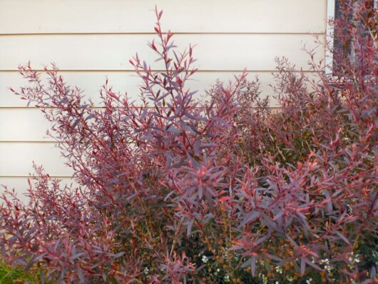 A close-up view of a Leptospermum 'Burgundy' Tea Tree 10" Pot bush with reddish-purple leaves in front of a white siding wall.