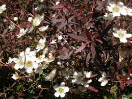 Leptospermum 'Copper Glow' Tea Tree - Hello Hello Plants