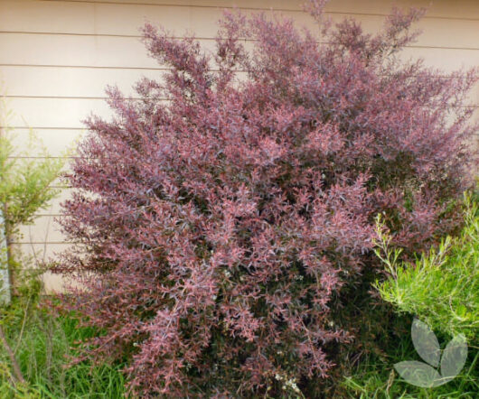A large Leptospermum 'Burgundy' Tea Tree 10" Pot, or tea tree, with purple leaves in a 10" pot in front of a beige house siding, flanked by green foliage.