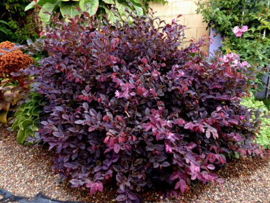 A large, dense Loropetalum 'Burgundy' 6" Pot bush with vibrant purple leaves, situated in a garden with various other plants and flowers.