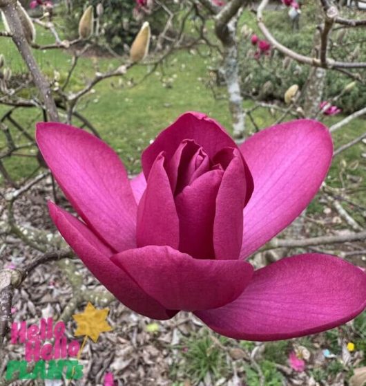 Magnolia 'Vulcan' 13" Pot