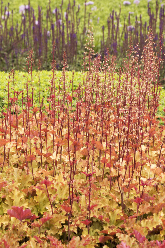 A vibrant garden with a foreground of Heuchera 'Marmalade' Coral Bells 6" Pot plants and a background of tall purple flowers.
