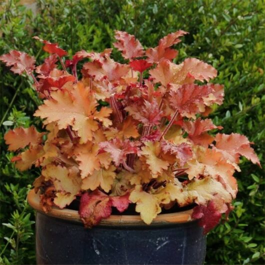 A Heuchera 'Marmalade' Coral Bells 6" Pot with lush, multi-colored leaves ranging from pink to deep orange, set against a backdrop of green foliage.