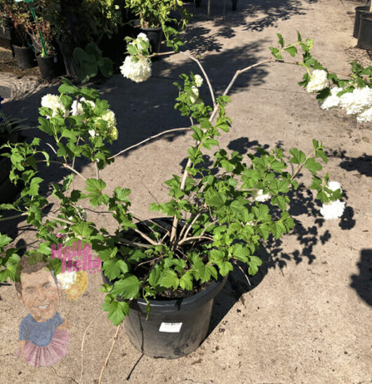 A Viburnum 'Snowball Bush' 10" Pot with white flowers in a black pot at a garden center, sunlight casting shadows on the ground.