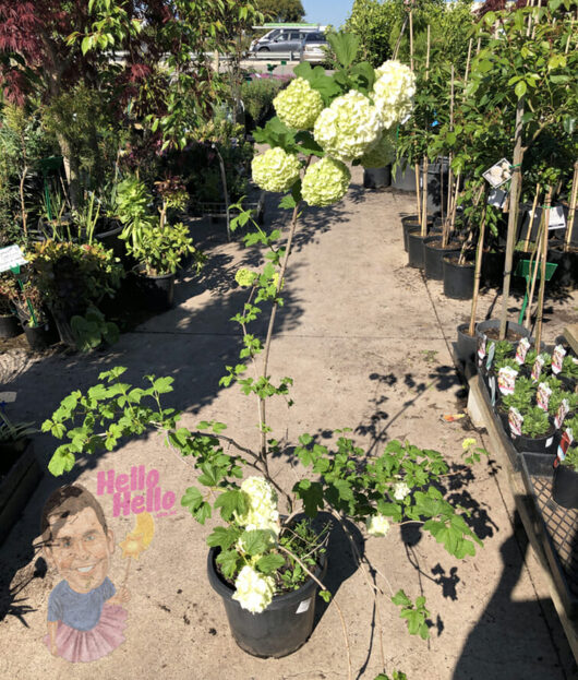 A sunny garden center pathway flanked by various potted plants and trees, including a tall Viburnum 'Snowball Bush' 10" Pot in the foreground. A decorative stone with a greeting and cartoon face lies on the ground.