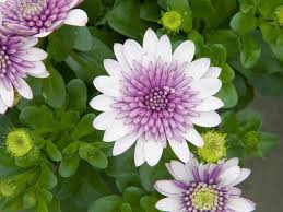Close-up of Osteospermum '3D Violet Ice™' African Daisy 6" Pot flowers with green foliage in the background.