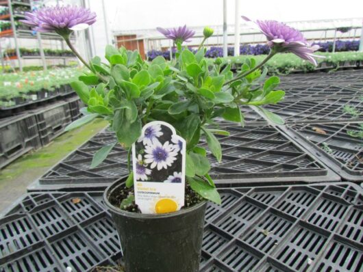 Sentence with replaced product name: Osteospermum '3D Violet Ice™' African Daisy 6" Pot with purple flowers, displayed for sale in a greenhouse. A plant tag with a flower image is visible in the pot.