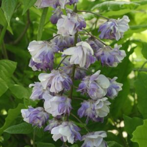 Wisteria 'Violacea Plena' Mauve 6" Pot flowers hanging from a branch, surrounded by green leaves.
