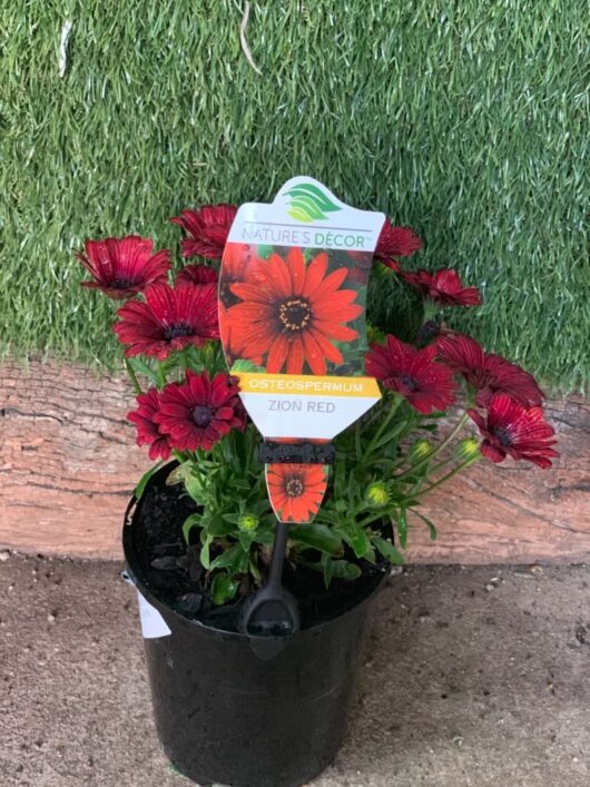 A Osteospermum 'Zion Red' African Daisy 6" Pot plant with dark red daisy-like flowers against an artificial grass background.