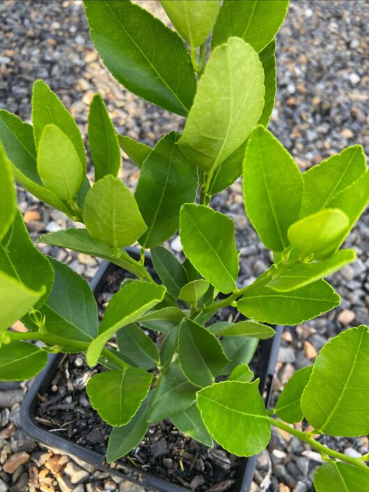 Close-up of a young Citrus 'Tahitian' Lime Tree 2L Pot with bright green leaves, growing in a black plastic pot on a gravel surface.