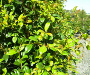 Lush green Syzygium 'Aussie Southern' Lilly Pilly 6" Pot with dense foliage and vibrant, glossy leaves, under bright sunlight.