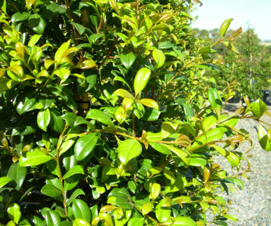 Lush green Syzygium 'Aussie Southern' Lilly Pilly 6" Pot with dense foliage and vibrant, glossy leaves, under bright sunlight.