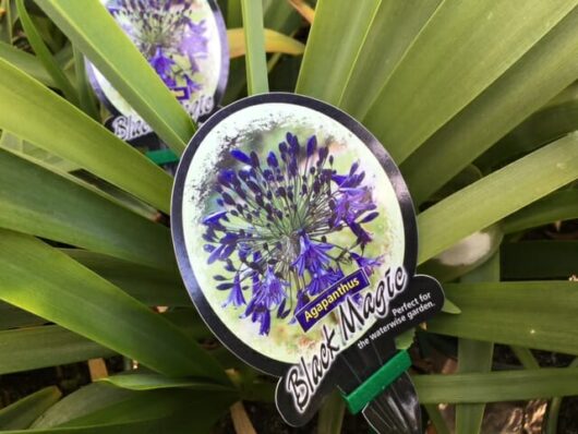 A close-up of a plant label showing an Agapanthus 'Black Magic' 6" Pot among green leaves, providing plant details.