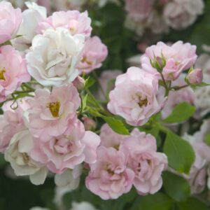 Appleblossom Carpet Rose