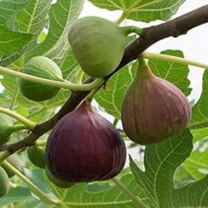 Close-up of several Ficus 'Brown Turkey' Fig 2L in different ripening stages on a tree branch, surrounded by green leaves.