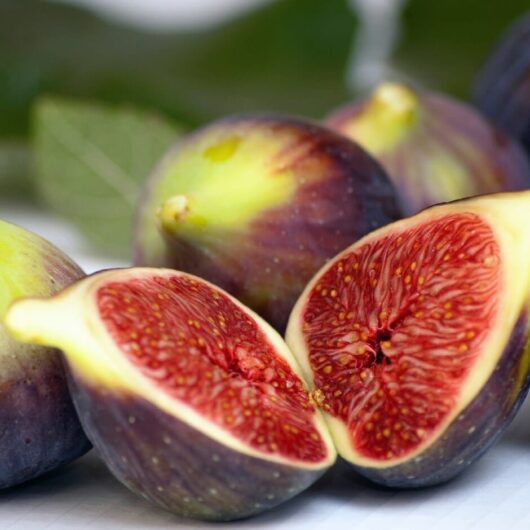 Close-up of ripe Ficus 'Brown Turkey' Fig 2L, one sliced open revealing red flesh, with a backdrop of soft-focus green foliage.