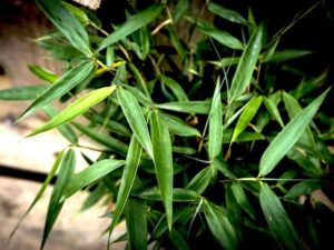 Green Bambusa 'Fargesia Fortune' Bamboo leaves with sharp tips, against a blurred background in an 8'' pot.