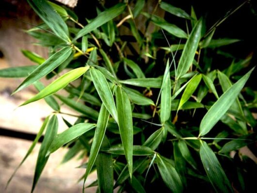 Green Bambusa 'Fargesia Fortune' Bamboo leaves with sharp tips, against a blurred background in an 8'' pot.