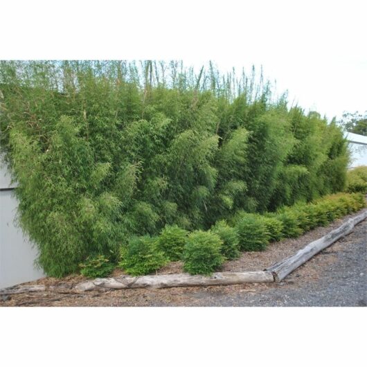 A row of tall, dense green Bambusa 'Fargesia Fortune' Bamboo 8'' Pot plants behind a row of smaller shrubs, bordered by a rustic wooden log on gravel ground.