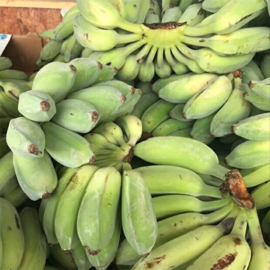 A pile of fresh green Banana 'Pisang' 8" Pot from a Banana Plant, displaying various stages of ripening.