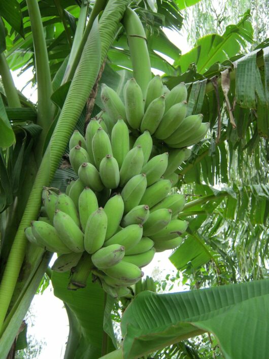 A cluster of Banana 'Pisang' 8" Pot hanging on a tree surrounded by lush greenery.