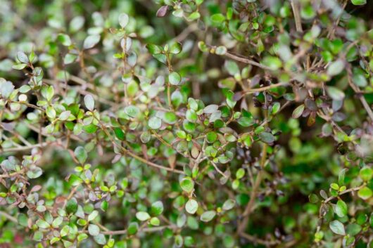 Close-up of a Coprosma 'Cappuccino' 6" Pot plant, showcasing its small, round green and purple leaves.