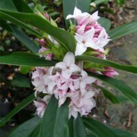 Pale pink Daphne 'Perfume Princess™' 6" Pot flowers clustered around dark green leaves, with a butterfly perched on one flower, set against a garden background.